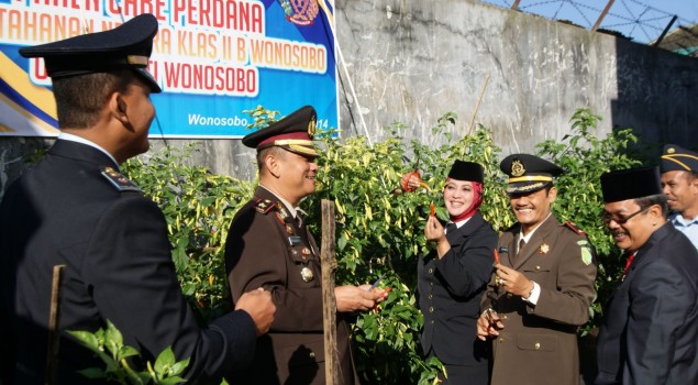 PERINGATI HARI KEMERDEKAAN WAKIL BUPATI PANEN CABAI DI RUTAN WONOSOBO