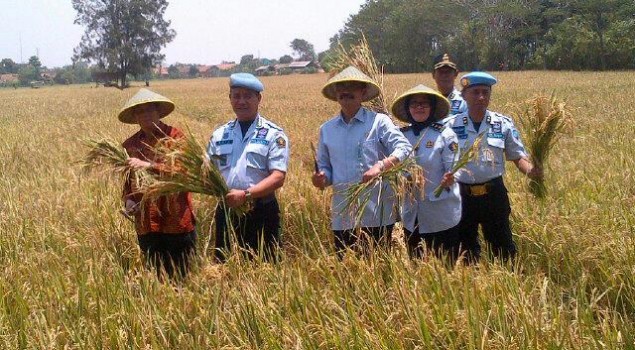 Lapas Karawang Panen Padi Ciherang 10 Ton