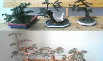 WBP Lapas Banyuasin Sulap Limbah Koran Jadi Replika Bonsai