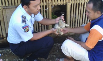 Budidaya Kelinci di Rutan Pekalongan