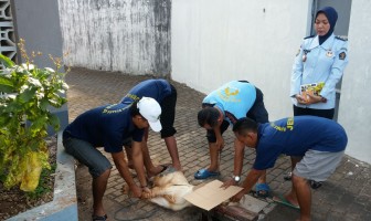DI HARI TASYRIK, RUTAN JEPARA MELAKSANAKAN PEMOTONGAN HEWAN QURBAN