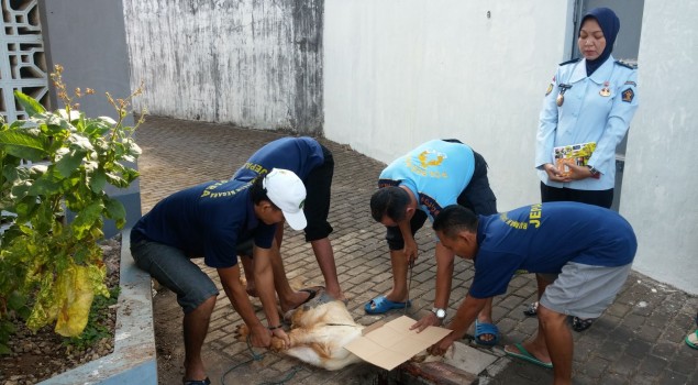 DI HARI TASYRIK, RUTAN JEPARA MELAKSANAKAN PEMOTONGAN HEWAN QURBAN