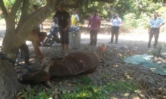 IDUL ADHA, RUTAN MASAMBA SEMBELIH DUA EKOR SAPI