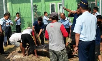 KARUTAN BANTUL: BERQURBAN WUJUD DEKATKAN DIRI DENGAN ILAHI