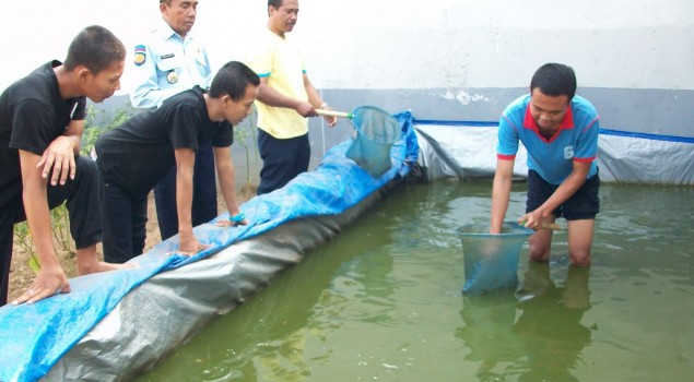 LAPAS ANAK KUTOARJO PANEN 50 KG LELE