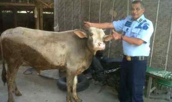 RUTAN BANTUL SIAPKAN DUA SAPI UNTUK IDUL ADHA