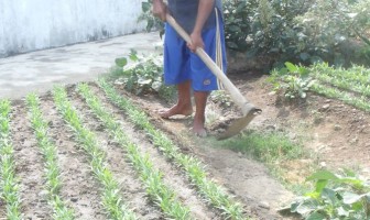 SULAP LAHAN SEMPIT BRANDGANG JADI PRODUKTIF