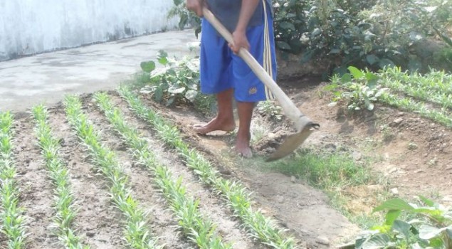 SULAP LAHAN SEMPIT BRANDGANG JADI PRODUKTIF