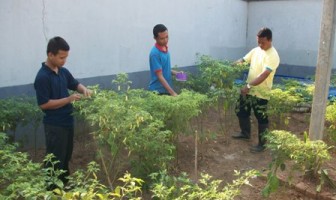 BERCOCOK TANAM, SALAH SATU KEGIATAN DI LAPAS ANAK KUTOARJO
