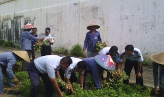 RUTAN PEKALONGAN PANEN 50 KG KACANG TANAH