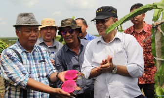 BUAH NAGA NUSAKAMBANGAN BISA HASILKAN MILYARAN RUPIAH