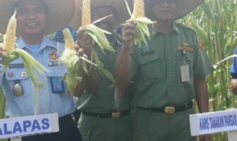 Meski di LP, Warga Binaan di Rohul Sukses Panen Perdana Jagung Hibrida