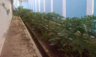 Manfaatkan Lahan Sempit, WBP Rutan Pandeglang Tanam Pepaya California