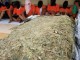 Ups, Simpan Empat Linting Ganja di Celana