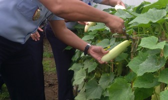 Panen Mentimun Lapas Narkotika Sungguminasa