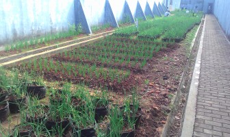 Lapas Serang Kembangkan Budidaya Bawang Merah