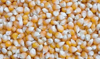 Lapas Dompu Tanam Bibit Jagung Bantuan Bupati Dompu