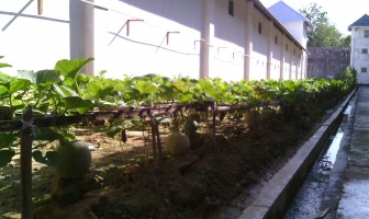 Rutan Raha Berhasil Ujicoba Budidaya Melon