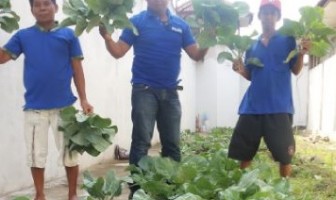 Lapas Pontianak Panen Sawi Organik