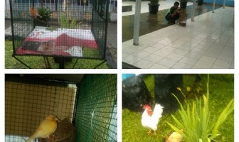 WBP Rutan Pandeglang Ternakkan Burung Kenari dan Ayam Kate