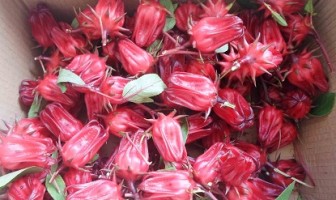 Rutan Marabahan Mulai Kembangkan Bunga Rosela