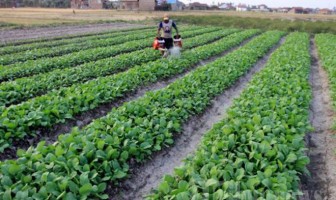 Warga Binaan Lapas Singkawang Mulai Bercocok Tanam