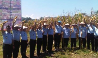 Lapas Dompu Panen Raya Kebun Jagung Asimilasi