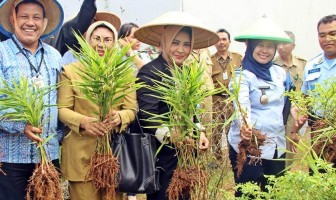 Panen Raya Jahe Merah Lapas Serang
