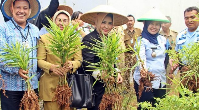 Panen Raya Jahe Merah Lapas Serang