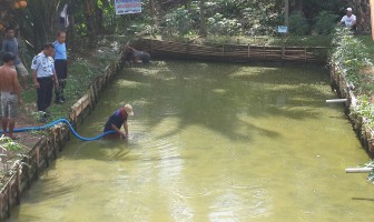 Lapas Lubuk Linggau Panen Ikan Lele