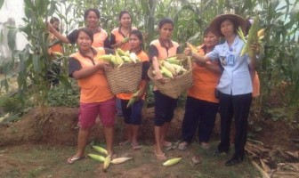 WBP Lapas Wanita Malang Panen Jagung, Terong, dan Cabai