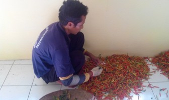 Berdayakan Narapidana, Lapas Terbuka NK Budidaya Cabai