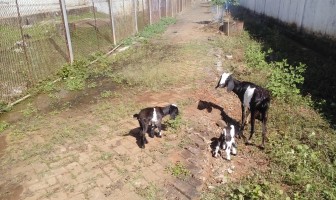 Peternakan Lapas Narkotika Sungguminasa Mulai Berkembang