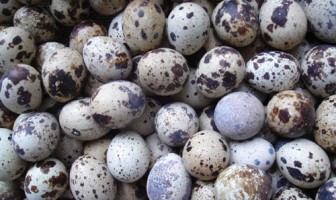 Bapas Bogor Beri Pelambekalan Peternakan Puyuh Untuk Klien Pemasyarakatan