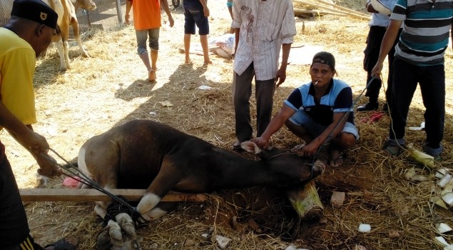 Lapas Narkotika Sungguminasa Berkurban 5 Sapi & 1 Kambing