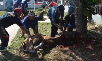 Potong Dua Sapi, Lapas Watampone Juga Dapat Sumbangan Daging Kurban