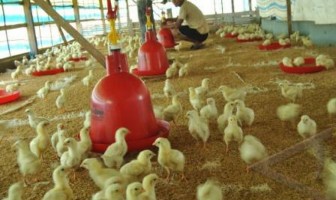 Rutan Masamba Dapat Bantuan 500 Bibit Ayam