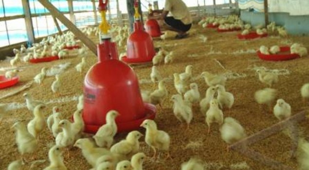 Rutan Masamba Dapat Bantuan 500 Bibit Ayam