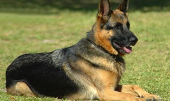 Cegah Peredaran Narkoba, Ditjen PAS Akan Akuisisi Anjing Pelacak