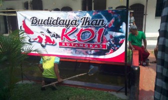 Budidaya Ikan Koi Warna Rutan Rangkasbitung