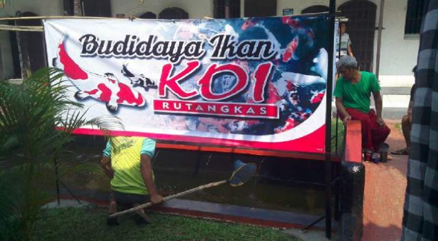 Budidaya Ikan Koi Warna Rutan Rangkasbitung