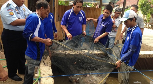 WBP Rutan Rantau Panen 60 Kg Ikan Lele