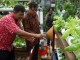 Festival Napi Berkebun, Napi Berguna Karena Dibina