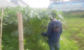 Pepaya California, Budidaya Baru Pondok Asimilasi Rutan Rangkasbitung