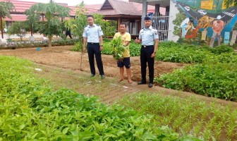 Rutan Pinrang Panen Sayur Kangkung Organik