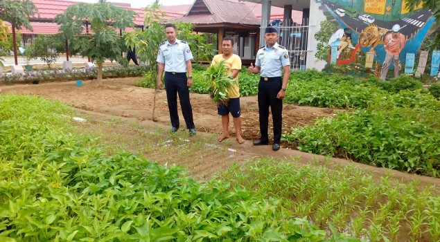 Rutan Pinrang Panen Sayur Kangkung Organik