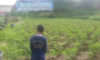  Cabai Rawit Pondok Asimilasi Rutan Rangkasbitung Ingin Tembus Pasar Lokal