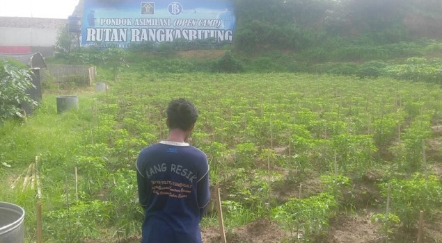 Â Cabai Rawit Pondok Asimilasi Rutan Rangkasbitung Ingin Tembus Pasar Lokal