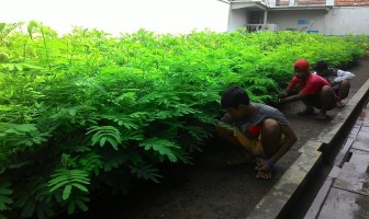 Anak LPKA Kutoarjo Lakukan Pembibitan Pohon Albasia