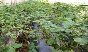 Narapidana di Lapas Ini Hasilkan 4 Ton Cabai dan 4,5 Ton Terong dalam Setahun